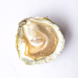 CADORET - OYSTER (L) - BELON (N 000) - 50 PCS (B:1109)