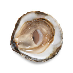 CADORET - OYSTER (L) - BELON (N 00) - 25 PCS (B:1710)