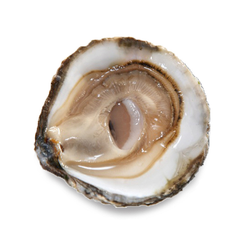 CADORET - OYSTER (L) - BELON (N 00) - 50 PCS (B:1413)