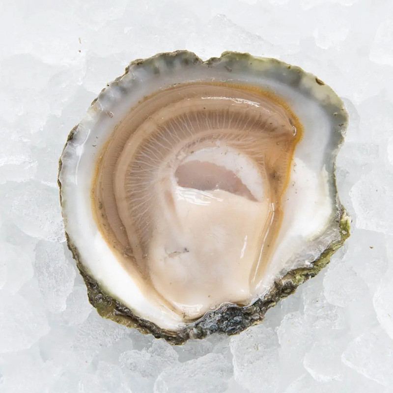 CADORET - OYSTER (L) - BELON (N 1) - 25 PCS (B:1734)