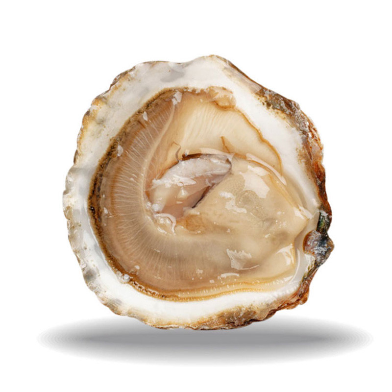 CADORET - OYSTER (L) - BELON (N 2) - 25 PCS (B:1741)