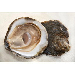 CADORET - OYSTER (L) - BELON (N 3) - 25 PCS (B:1758)