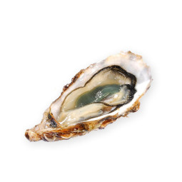 CADORET - OYSTER (L) - FINE DE CLAIRE (N 1) - 24 PCS (B:7545)