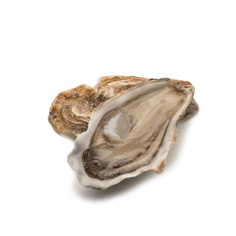 CADORET - OYSTER (L) - FINE DE CLAIRE (N 2) - 24 PCS (B:7422)