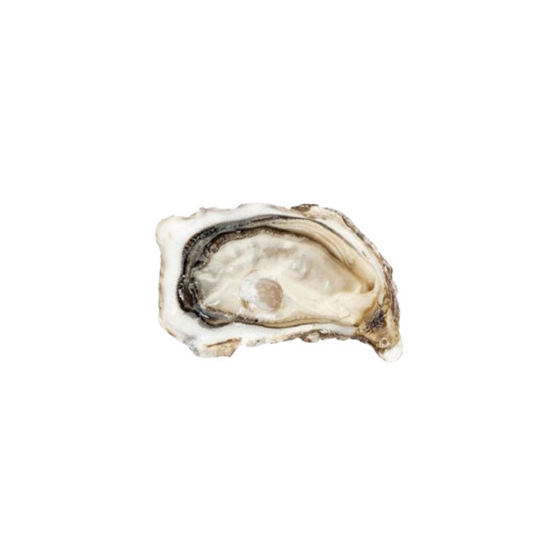 CADORET - OYSTER (L) - FINE DE CLAIRE (N 3) - 50 PCS (B:6586)