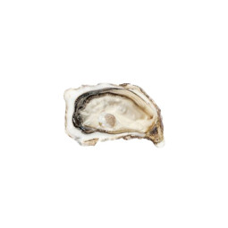 CADORET - OYSTER (L) - FINE DE CLAIRE (N 3) - 100PCS (B:5831)