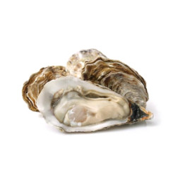 CADORET - OYSTER (L) - FINE DE CLAIRE (N 4) - 50 PCS (B:6906)