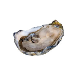 CADORET - OYSTER (L) - PERLES NOIRES (N 2) - 24 PCS (B:6029)