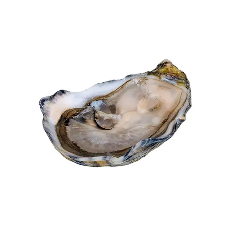 CADORET - OYSTER (L) - PERLES NOIRES (N 2) - 24 PCS (B:6029)