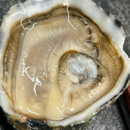 CADORET - OYSTER (L) - PERLES NOIRES (N 3) - 24 PCS (B:6035)