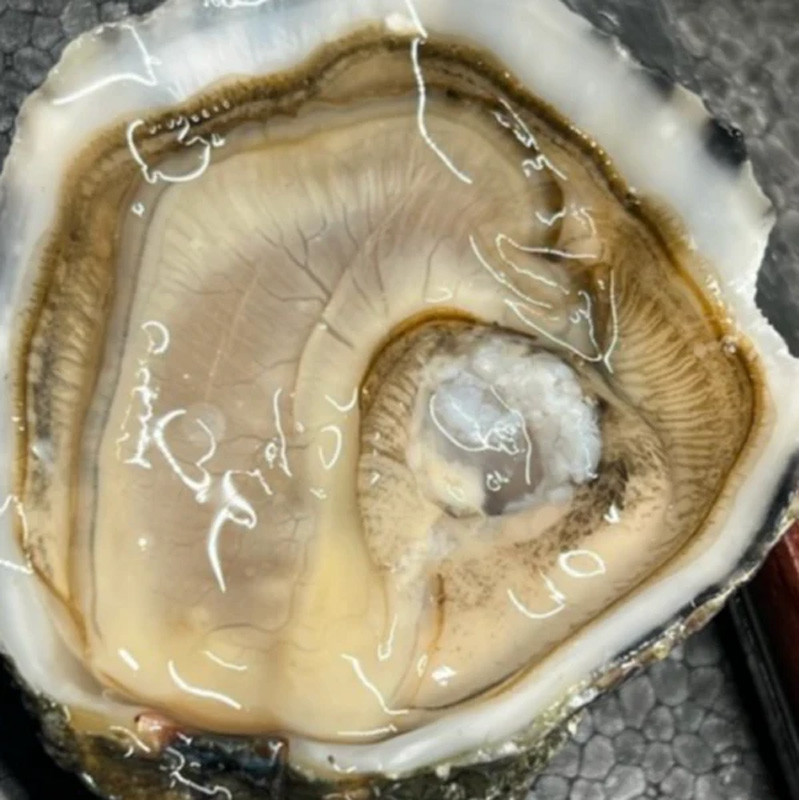 CADORET - OYSTER (L) - PERLES NOIRES (N 3) - 96 PCS (B:4766)