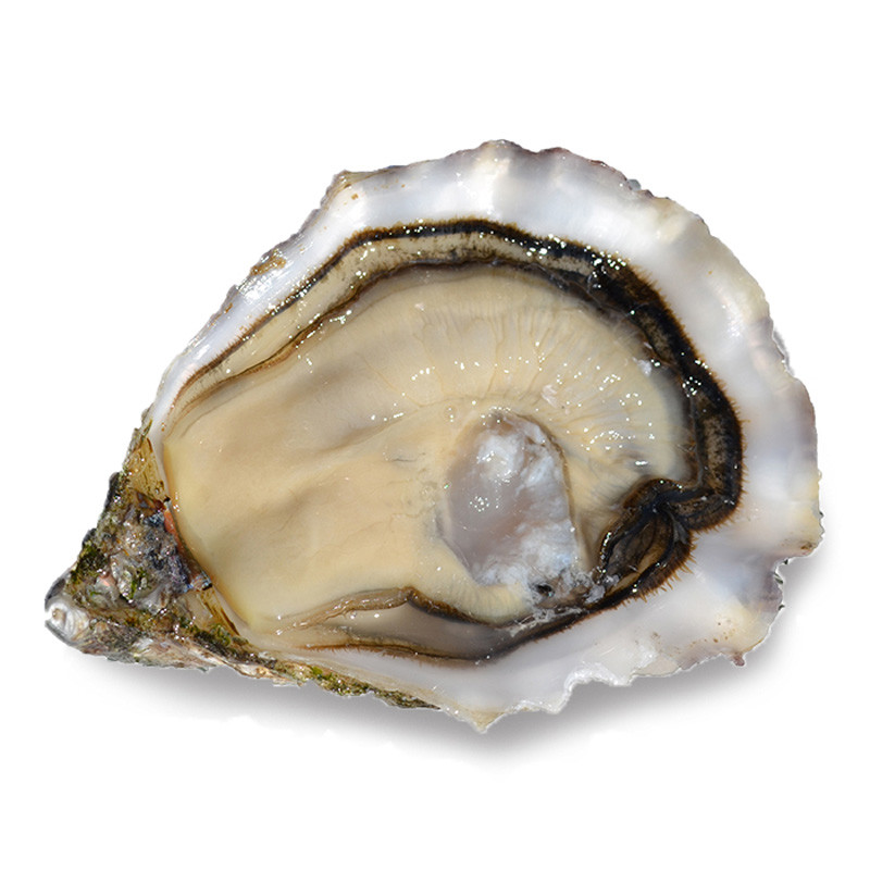 CADORET - OYSTER (L) - GILLARDEAU (N 2) - 96 PCS (B:5022)
