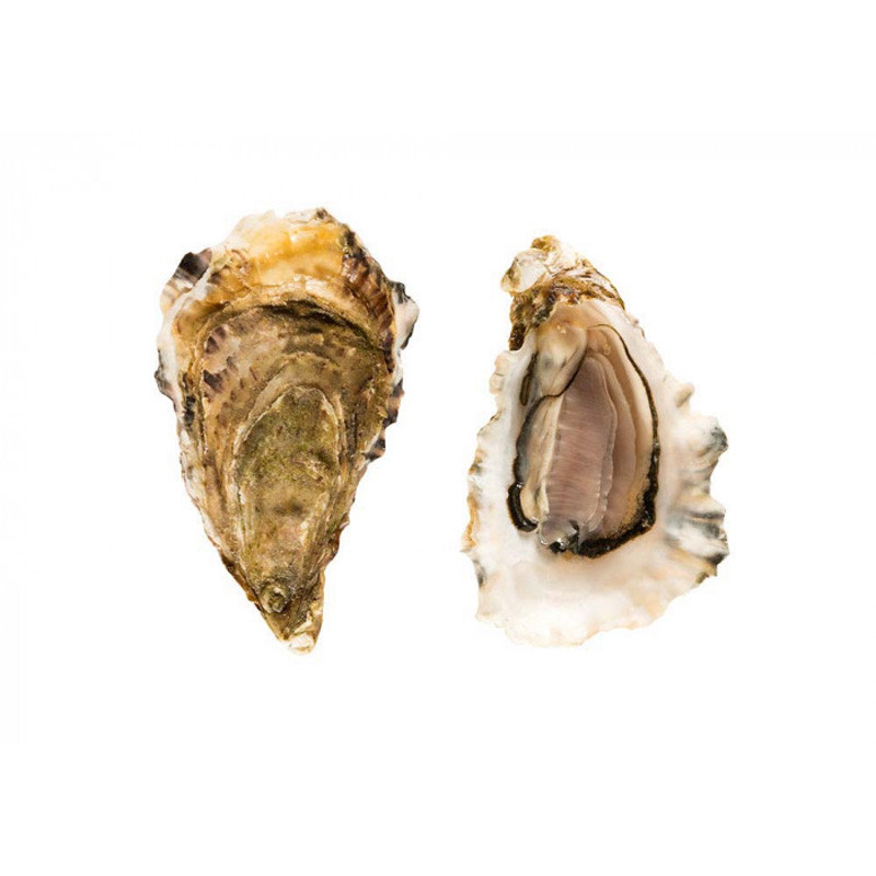CADORET - OYSTER (L) - GILLARDEAU (N 3+) - 24 PCS