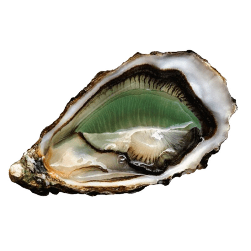 CADORET - OYSTER (L) - FINES DE CLAIRE (LABEL ROUGE) (N 2) - 24 PCS