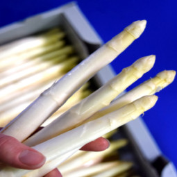 CFR - ASPARAGUS EARLY WHITE - CAL 16 22 - 5KG CASE (ASP004) (453)