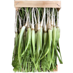 CFR - FENNEL BABY - 400GR PUN PC PUN (BVE101)