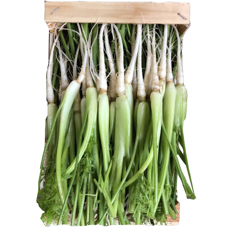 CFR - FENNEL BABY - 400GR PUN PC PUN (BVE101)