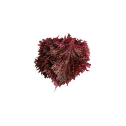 CFR - CRESS - SHISO LEAVES PURPLE - 15PC PUN - CAT 1 - 12PUN CASE - BRAND KOPPERT CRESS (CRS083)