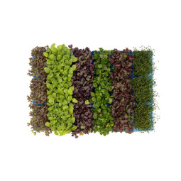 CFR - CRESS SAKURA MIXTE - 80G PUN - 16 PUNS CASE - BRAND KOPPERT CRESS (CRS009)