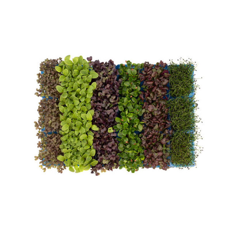 CFR - CRESS SAKURA MIXTE - 80G PUN - 16 PUNS CASE - BRAND KOPPERT CRESS (CRS009)