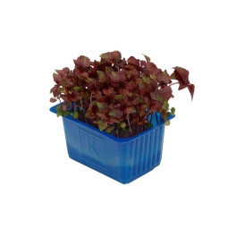 CFR - CRESS SHISO PURPLE - 80G PUN - 16 PUN CASE - BRAND KOPPERT CRESS (CRS007)