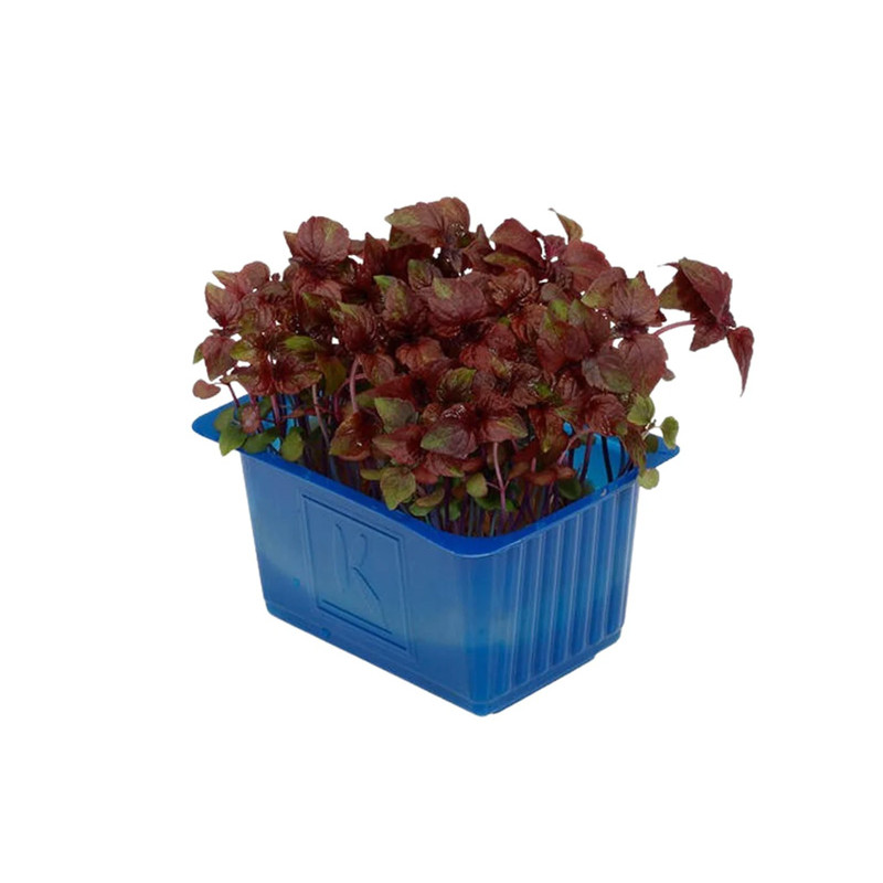 CFR - CRESS SHISO PURPLE - 80G PUN - 16 PUN CASE - BRAND KOPPERT CRESS (CRS007)