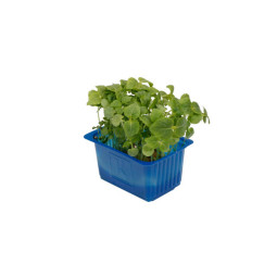 CFR - CRESS SHISO GREEN - 16 PUN CASE - BRAND KOPPERT CRESS (CRS077)