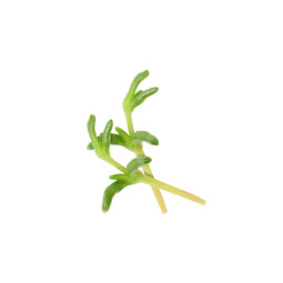 CFR - CRESS SALTY FINGER - 50PC PUN - 2PUN CASE - BRAND KOPPERT CRESS (CRS015)