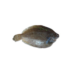 CFR - LEMON SOLE 300 600 - 3KG CTN (FLA002) (21619)
