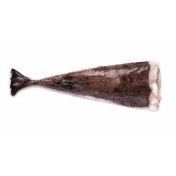 CFR - MONKFISH - TAIL 2 4 KG (17139)