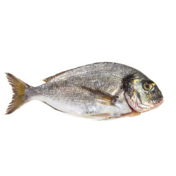 CFR - SEABREAM (DORADE) - FARMED (GREECE) 400-600G - 6KG CTN (SEA111) (17973)