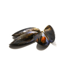 CFR - MUSSEL SPANISH - 1.4KG TRAY (SHE030)