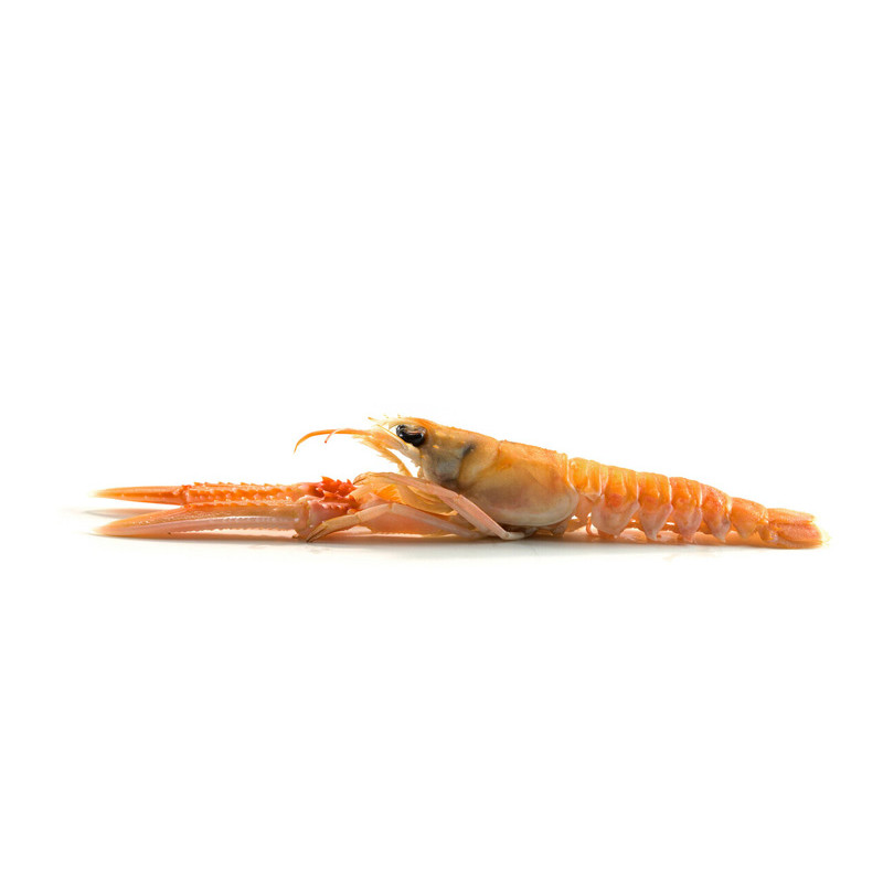 CFR - LANGOUSTINES (F) -  SIZE 13 15 DENMARK 800GM PACK (1781)