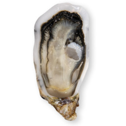 CFR - OYSTER (L) - GEAY FDC MARENNES OLERON N0 - 25 PCS (OYS087)