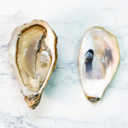 CFR - OYSTER (L) - GEAY FDC MARENNES OLERON N2 - 6 PCS (OYS098)