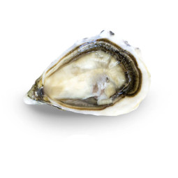 CFR - OYSTER (L) - GEAY FDC MARENNES OLERON N3 - 25 PCS (OYS101) (16331)
