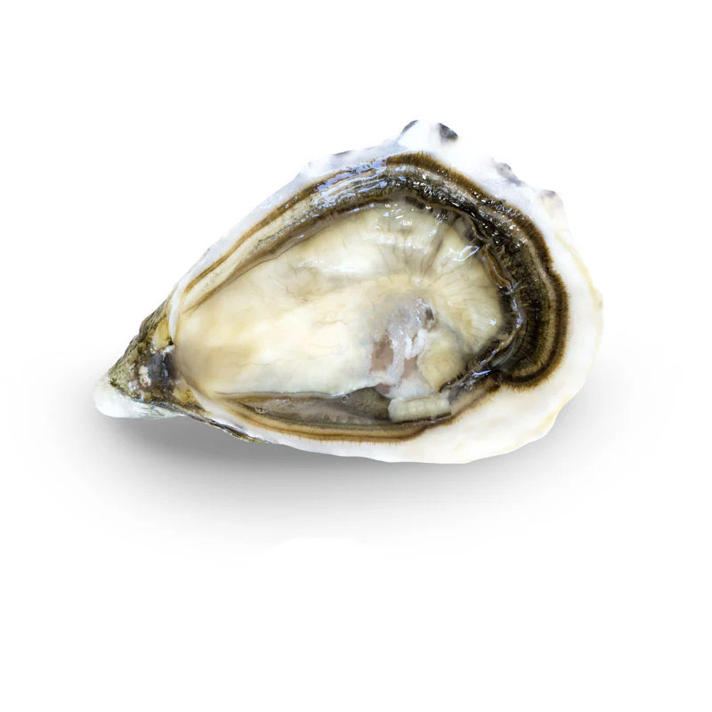 CFR - OYSTER (L) - GEAY FDC MARENNES OLERON N3 - 25 PCS (OYS101) (16331)