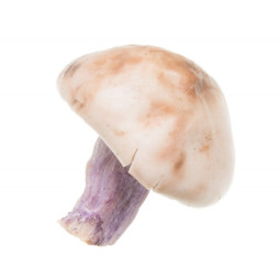 BELLORR - MUSHROOM BLUE FEET (PIED BLEU) (1KG CASE)